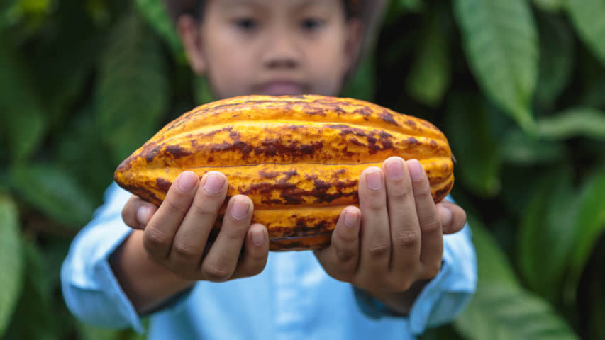 Фото - Исследовано влияние какао на сосуды