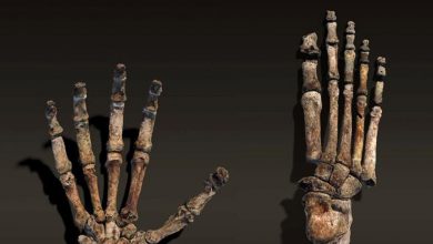 Фото - Антропологи установили точную дату, когда предки людей начали ходить на двух ногах