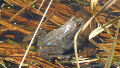 Фото - Биологи выяснили, что сибирские лягушки зимой «согреваются» спиртом