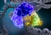 Фото - Ученые открыли тысячи новых последовательностей в РНК человека