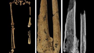 Фото - Археологи обнаружили одноногого древнего человека возрастом 30 тысяч лет