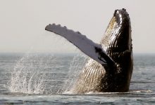 Фото - Биологи: эквадорские киты начали петь «хитовые» песни сородичей с другого конца Земли