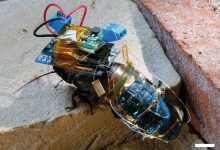 Фото - Японские ученые создали таракана-киборга с дистанционным управлением