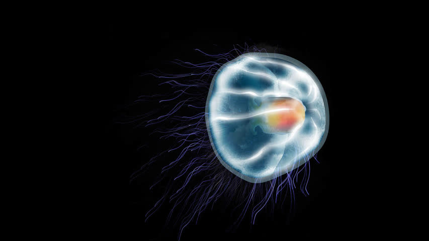 Фото - Найден бессмертный вид медуз