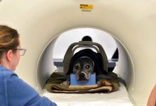 Фото - Нейросеть смогла «прочитать» мысли собак с помощью МРТ