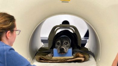 Фото - Нейросеть смогла «прочитать» мысли собак с помощью МРТ