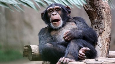 Фото - Приматологи подтвердили существование культурных отличий у шимпанзе
