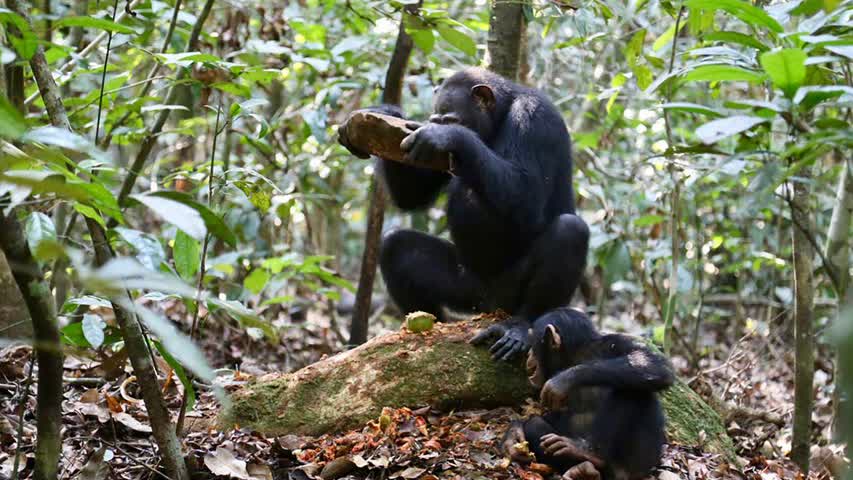 Фото - У шимпанзе обнаружили каменные орудия труда различных форм и размеров