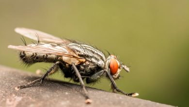Фото - Ученые MIT: рвота мух представляет большой риск для здоровья человека