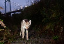 Фото - Ученые выяснили, что нью-йоркские койоты питаются бананами, рисом и цесарками