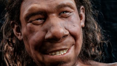 Фото - Антропологи раскрыли диету неандертальцев благодаря древнему зубу