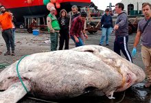Фото - Биологи признали 2,7-тонную рыбу-луну самой тяжелой в мире
