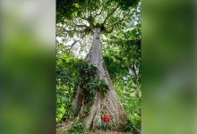 Фото - Биологи сумели подойти к самому высокому дереву в Амазонии высотой с 25-этажный дом