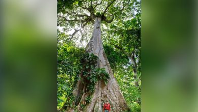 Фото - Биологи сумели подойти к самому высокому дереву в Амазонии высотой с 25-этажный дом