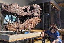 Фото - Cretaceous Research: отверстия в челюстях тираннозавров могут быть следами ухаживаний