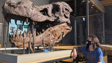 Фото - Cretaceous Research: отверстия в челюстях тираннозавров могут быть следами ухаживаний