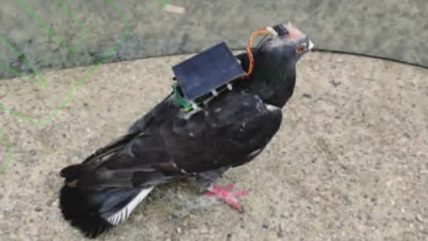 Фото - Мозгом голубей научились управлять с помощью нейрочипа на солнечной батарее
