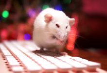Фото - Нейроны человека трансплантировали крысам для изучения заболеваний головного мозга