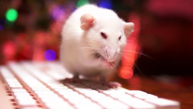 Фото - Нейроны человека трансплантировали крысам для изучения заболеваний головного мозга