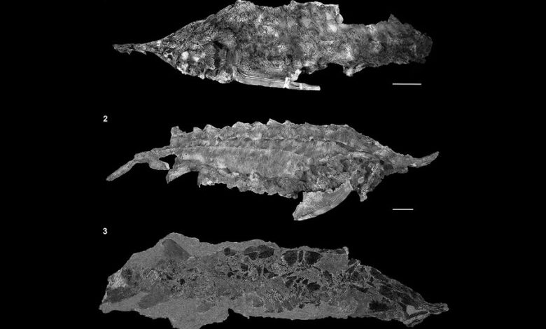 Фото - Палеонтологи нашли новые виды осетровых, вымершие во времена динозавров