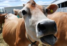 Фото - Шведские ученые предложили защищаться от ЗППП смазкой из коровьей слизи