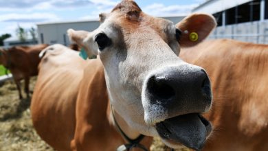 Фото - Шведские ученые предложили защищаться от ЗППП смазкой из коровьей слизи