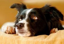 Фото - Собаки чувствуют стресс любого человека — что нас так сильно выдает?