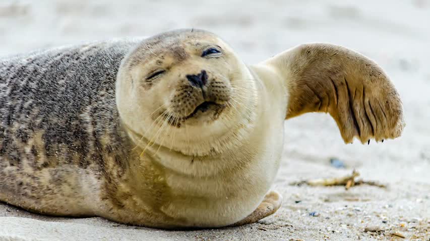 Фото - У тюленей обнаружили чувство ритма
