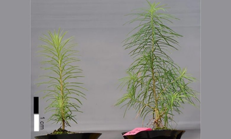 Фото - Ученые разработали пленку для ускорения роста растений