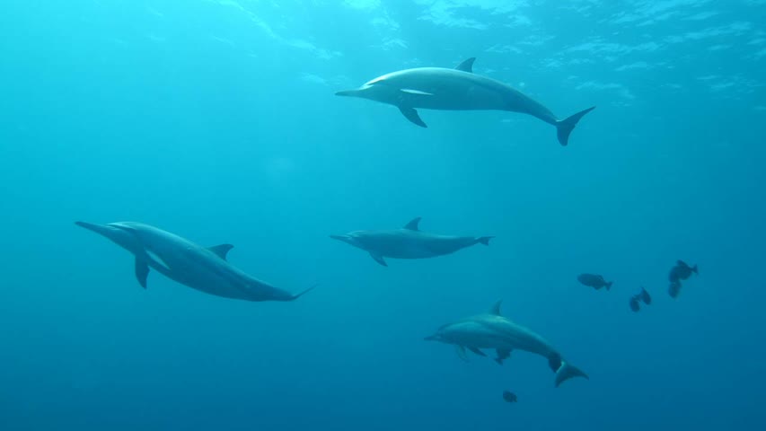 Фото - В России подтвердили возможность использования боевых дельфинов в Черном море