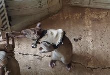 Фото - В Танзании начали тренировать гигантских крыс-спасателей с рюкзаками