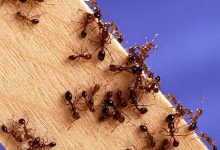 Фото - Во Франции впервые обнаружили суперколонию ядовитых огненных муравьев