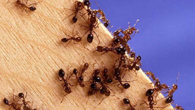 Фото - Во Франции впервые обнаружили суперколонию ядовитых огненных муравьев