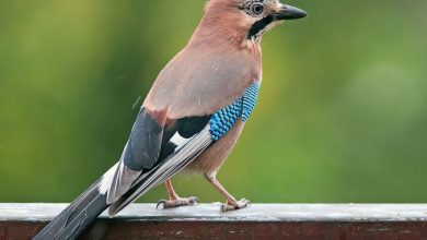 Фото - Зоологи выяснили, что у птиц существует самоконтроль и что он связан с высоким интеллектом