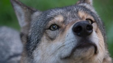 Фото - Американские экологи предложили запугивать волков, а не убивать их