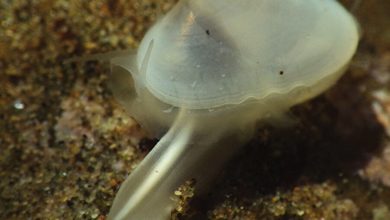Фото - Биологи обнаружили на пляже живого моллюска, считавшегося вымершим 40 тысяч лет назад