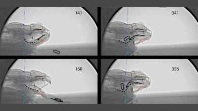 Фото - Биологи сняли рентгеновское видео, как гигантская жаба-ага поедает добычу