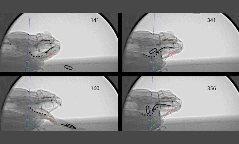 Фото - Биологи сняли рентгеновское видео, как гигантская жаба-ага поедает добычу