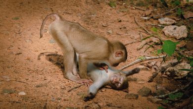 Фото - Биологи впервые заметили, как обезьяны хвастаются
