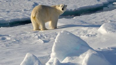 Фото - Guardian: Арктике в ближайшие десятилетия грозит исчезновение льда в летние периоды
