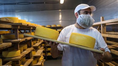 Фото - Микробиолог Рогов рассказал, из какого молока можно делать сыр