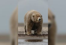 Фото - Российские ученые сообщили, что в Якутии могут появиться гибриды белых и бурых медведей
